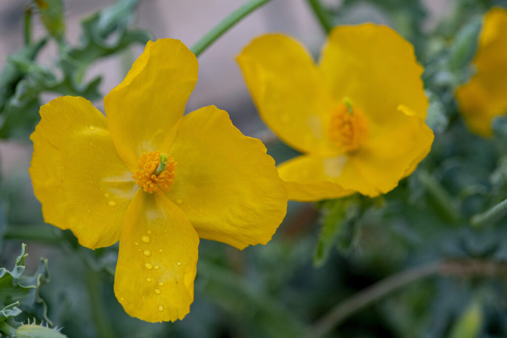 Glaucium flavum