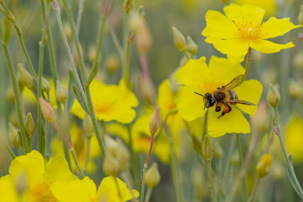 Halimium halimifolium